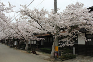 蒜山高原　桜