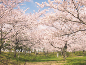 石ヶ谷公園　桜