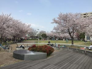 御崎公園　桜