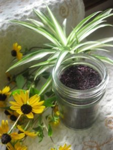 しそジュースの残ったしそ 余り レシピ 厳選１０選 Chiccoリズム